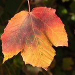 Italian Maple (Acer opalus)