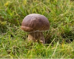 Cep