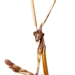 Conehead mantis (Empusa pennata)
