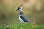 Lapwing
