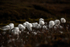 Arctic cottongrass 7639