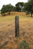 Woodpecked fencepost