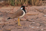Red-wattled Lapwing, Panna Tiger Reserve, India