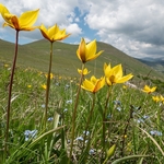 Wild Tulips (Tulipa australis  also T. sylvestris ssp australis) growing above  the Piano Grande