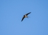 Swallow