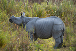 Rhino