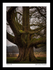 Old oak Tree Tatton Park