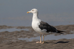 Lesser-black Backed Gull
