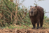 Capybara (adult) standing on river bank, Pantanal, Brazil