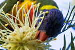 Wet Lorikeet 1