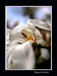 Magnolia kobus