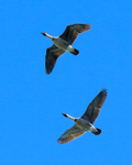 Hawaiian Geese (Nene) flying overhead, Kilauea Point, Kauai