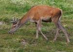 Red Deer