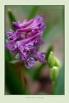 Corydalis solida