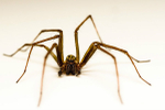 Common housespider