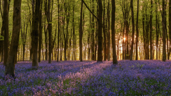 Last Micheldever bluebell sunrise