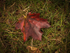 Autumn Leaf 1