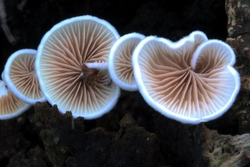 Porcelain Fungus -  Oudemansiella mucida