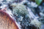 Tree - 0433