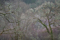 Capel Curig trees