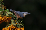 Nuthatch - Sitta europaea