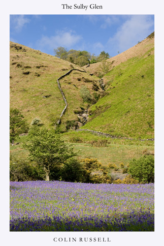 Late spring in the Sulby Glen and the bluebells are as stunning as ever.