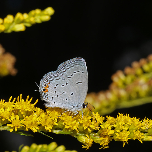 An Eastern Tailed-Blue Butterfly. (rare sighting for New Brunswick - spotted/photographed on 08/24/2012