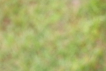 SBM_02913