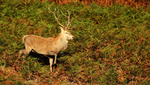 Red Deer