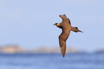 Arctic Skua flying, Flatanger, Norway
