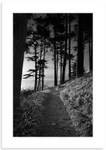 04140436 - Marble Bay Pine Forest
