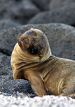 Galápagos Sea Lion pup