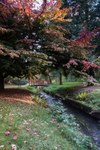 Coy Pond
