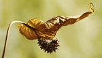 Seedhead 1