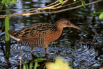 King Rail side view, Viera Wetlands, Florida