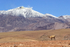 Vicuna, active volcano background, Chile
