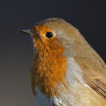 Robin close view, Otmoor RSPB, Oxfordshire