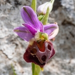 Gargano - Wild Orchids portfolio