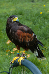 harris hawk Parabuteo unicinctus-6868