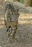 Ben - Clouded Leopard