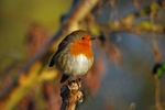 Robin