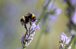 Insect_ 049