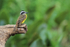 Lesser Kiskadee perched on stump, Pantanal, Brazil