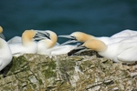 Gannets