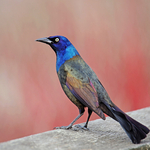 Common Grackle Quiscalus quiscula