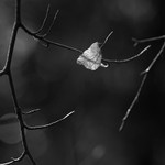 Leaf in the Sun 02