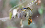 Streaked spider hunter