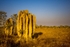 Termite Mounds at Sundown