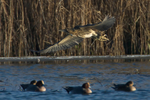 Bittern in flight above Wigeon at Otmoor
