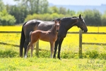 Lyford Stud - Foals 01-06-25 portfolio